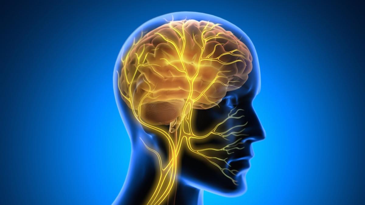 Scoperto il "ponte invisibile" tra nervi e cancro